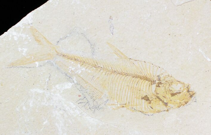 Bargain Diplomystus Fossil Fish - Wyoming #21433